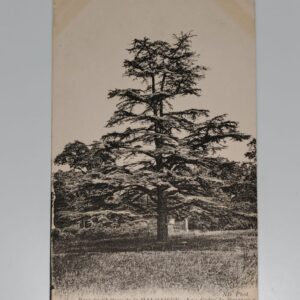 Malmaison park Cedar of Marengo planted by Josephine Battle of Marengo 1800 ND Phot postcard front