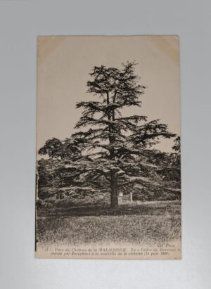 Malmaison park Cedar of Marengo planted by Josephine Battle of Marengo 1800 ND Phot postcard front